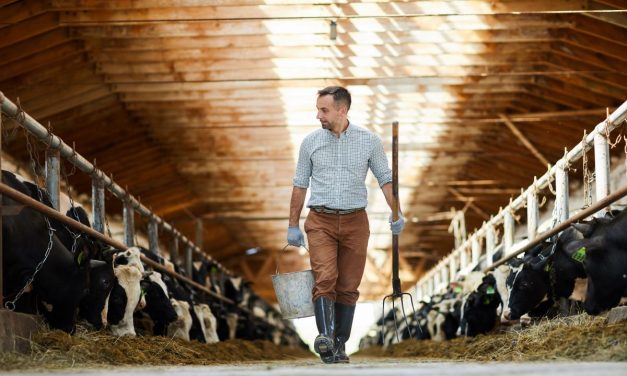 Bei Tiertransporten gelten Verstrengerungen